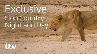 Lion Country: Night and Day előzetes