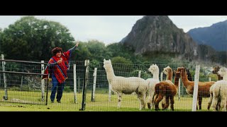 Alpaca előzetes