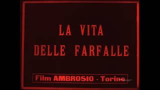 La vita delle farfalle előzetes