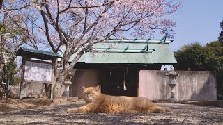 五香宮の猫 előzetes