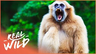 Gibbons: The Forgotten Apes In Peril előzetes
