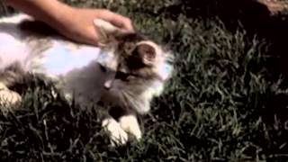 It's a Cat's Life előzetes