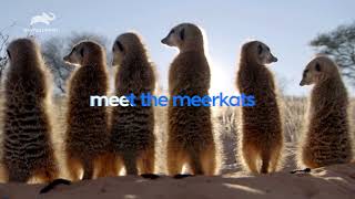 Meet The Meerkats előzetes