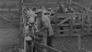 Blackfaced Sheep előzetes