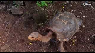 Galapagos 3D: Nature's Wonderland előzetes