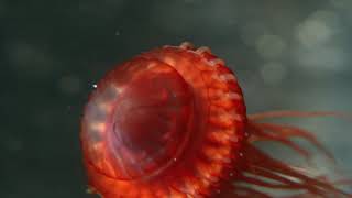 Deep Ocean: Lights in the Abyss előzetes