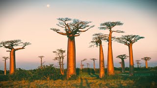 Baobab: Portrait of a Tree előzetes