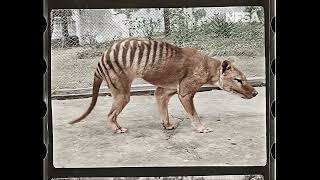Thylacine Footage előzetes