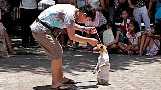 Da Dog Show előzetes