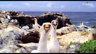 Galapagos 3D: Nature's Wonderland előzetes