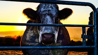 Cowspiracy: The Sustainability Secret előzetes