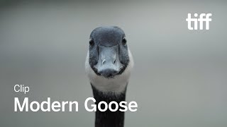 Modern Goose előzetes