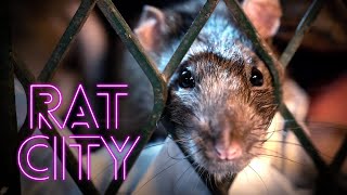 Rat City előzetes