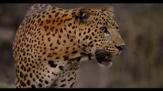 Leopard Dynasty – The Rise of Rana előzetes