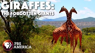 Giraffes: The Forgotten Giants előzetes
