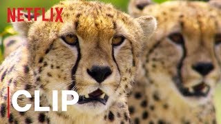 Our Planet – Bolygónk csodái előzetes