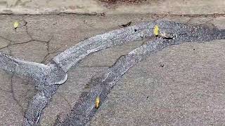 Introduction to Crack Sealing előzetes