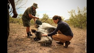 Stroop: Journey into the Rhino Horn War előzetes