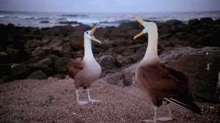 Galapagos 3D: Nature's Wonderland előzetes