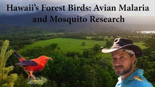 Hawaii's Forest Birds: Avian Malaria and Mosquito Research előzetes