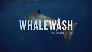 Whale Wash előzetes