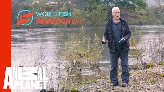 Jeremy Wade's Mighty Rivers előzetes