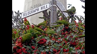 The Wild Parrots of Telegraph Hill előzetes