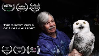 The Snowy Owls of Logan Airport előzetes