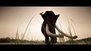 Shooting an Elephant előzetes