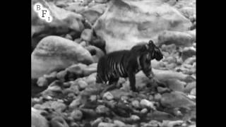 Wandering Tigers in North India előzetes