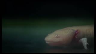 Axolotl előzetes