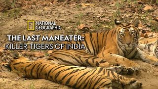 The Last Maneater: Killer Tigers of India előzetes