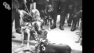 Red Cross Dogs előzetes