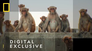 Jungle Animal Rescue előzetes