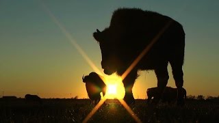 White Buffalo: An American Prophecy előzetes