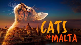 Cats of Malta előzetes