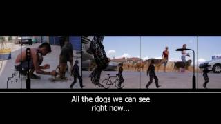 Greek Animal Rescue előzetes