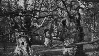 Burnham Beeches előzetes