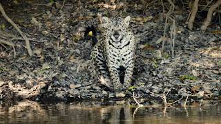Jaguar: Voz de un Territorio előzetes