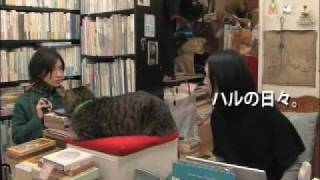 私は猫ストーカー előzetes