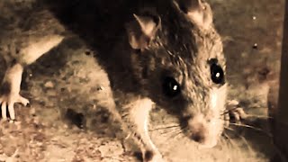 Shivering With Mice előzetes