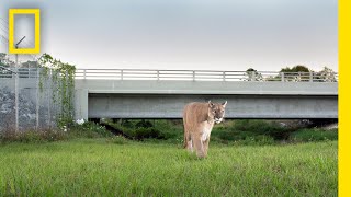 Everglades: A puma nyomában előzetes
