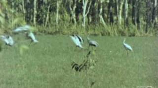 Birds and Billabongs előzetes