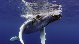 The Witness is a Whale előzetes