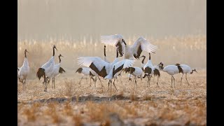 Rare Survivors: China's Iconic Wildlife előzetes