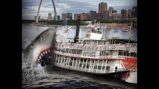 Mississippi River Sharks előzetes