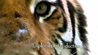 The Last Maneater: Killer Tigers of India előzetes