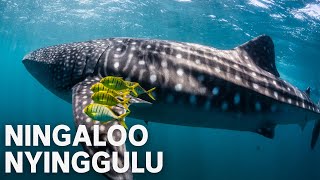 Ningaloo: Az ausztrál óceán csodája előzetes