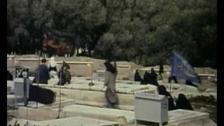 زیر درختان زیتون előzetes