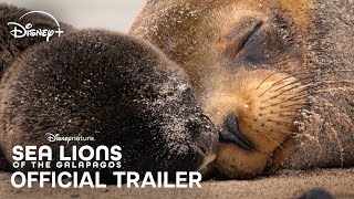 Galápagos oroszlánfókái előzetes